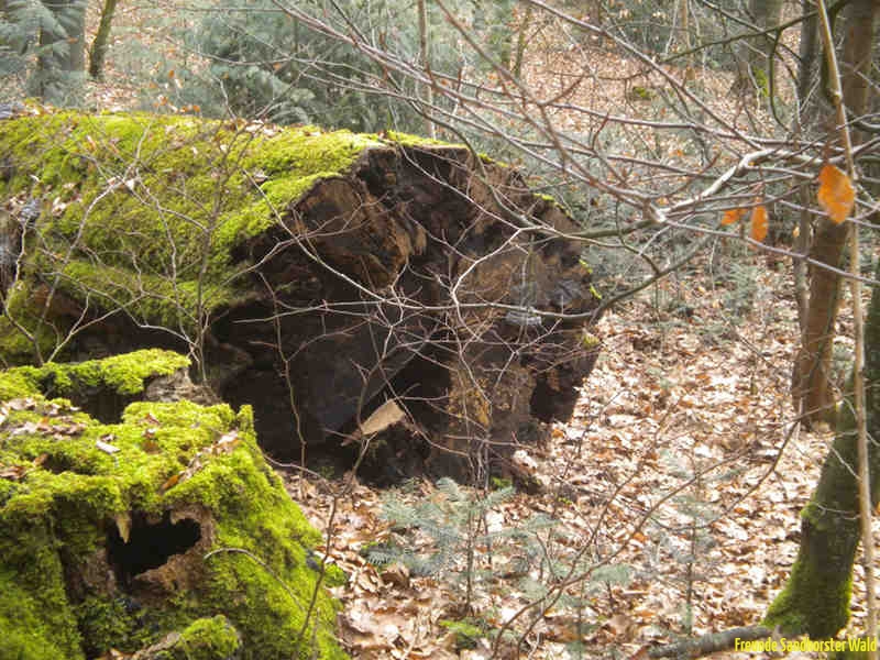 DSCN1935