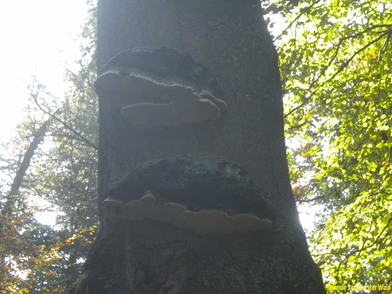 DSCN2423